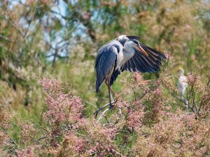 faune